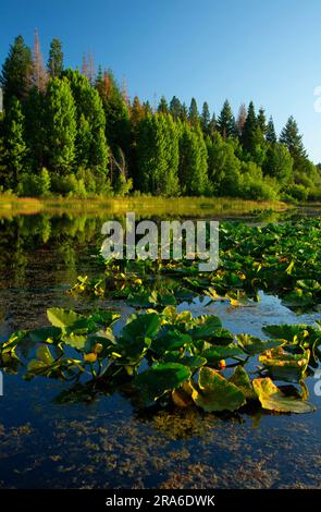 Malone Creek on Upper Klamath Lake canoe trail with Cow lilies (Nuphar polysepala), Upper Klamath National Wildlife Refuge, Oregon Stock Photo