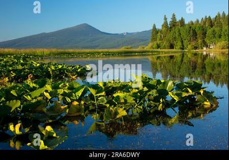 Malone Creek on Upper Klamath Lake canoe trail with Cow lilies (Nuphar polysepala), Upper Klamath National Wildlife Refuge, Oregon Stock Photo