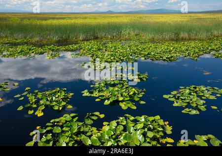 Klamath Marsh with Cow lily (Nuphar polysepala), Klamath Marsh National Wildlife Refuge, Oregon Stock Photo