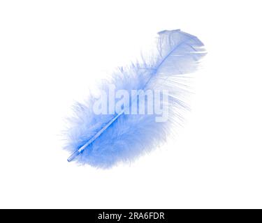 Blue fluffy feather isolated on the white Stock Photo