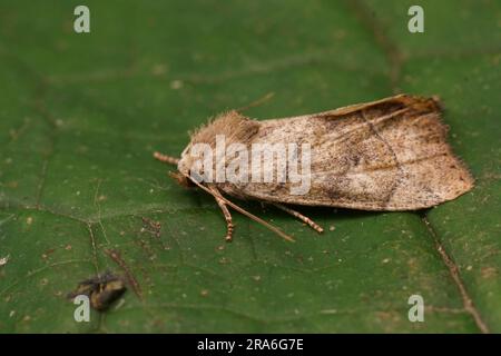 Detailed closeup on the light brown Dun-bar owlet moth, Cosmia trapezina, sitting on wood Stock Photo