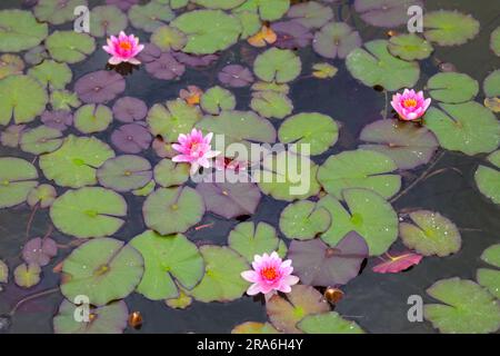 Four pink water lilies in the lake from above Stock Photo