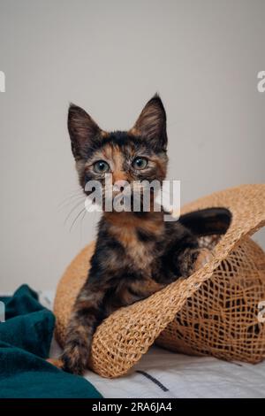 Playful calico kitten sitting in straw hat; cat sitting in hat, cat in hat Stock Photo