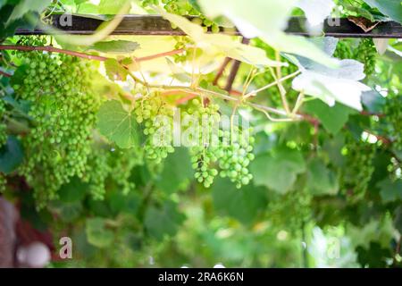 Young growing grapes with green clusters hanging from the trellis. Stock Photo
