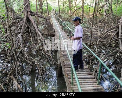 Man standing on a foot bridge in a mangrove swamp in Costa Rica. Stock Photo