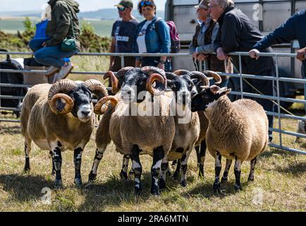 East Lothian, Scotland, UK, 1st July 2023. Haddington Agricultural Show: the event has been taking place since 1804. Participants enjoyed a sunny day. Pictured: a Scottish blackface sheep judging round. Credit: Sally Anderson/Alamy Live News Stock Photo