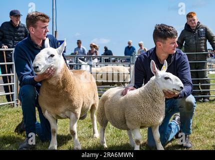 East Lothian, Scotland, UK, 1st July 2023. Haddington Agricultural Show: the event has been taking place since 1804. Participants enjoyed a sunny day. Pictured: the sheep judging. Credit: Sally Anderson/Alamy Live News Stock Photo