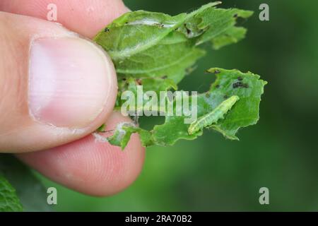 Winter moth (Operophtera brumata) caterpillar on an apple leaf. Stock Photo