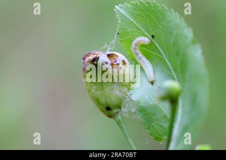 Winter moth (Operophtera brumata) caterpillar on the plum tree. Damaged fruit and leaves. Stock Photo