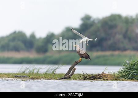 White-tailed eagle Haliaeetus albicilla, adult perched on stump being mobbed by Caspian gull Larus cachinnans, adult in flight, Danube Delta, Romania Stock Photo