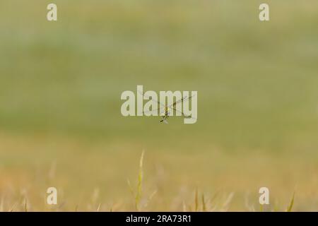 Emperor dragonfly Anax imperator, adult female feeding on flying ant in flight, Constanta, Romania, June Stock Photo