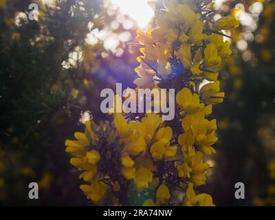 Gorse in flower Stock Photo