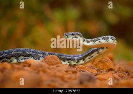Carpet Python - Morelia spilota large snake of Pythonidae found in Australia, New Guinea, Bismarck Archipelago and the northern Solomon Islands. Snake Stock Photo