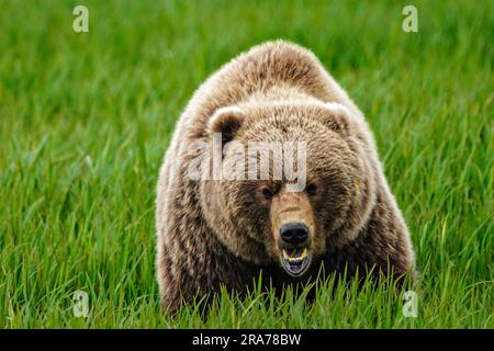 An adult brown bear forages on high-protein sedge grass at the remote McNeil River Wildlife Refuge, June 18, 2023 on the Katmai Peninsula, Alaska. The remote site is accessed only with a special permit and contains the world’s largest seasonal population of brown bears. Stock Photo