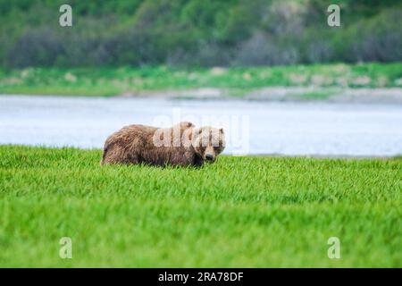 An adult brown bear forages on high-protein sedge grass at the remote McNeil River Wildlife Refuge, June 18, 2023 on the Katmai Peninsula, Alaska. The remote site is accessed only with a special permit and contains the world’s largest seasonal population of brown bears. Stock Photo