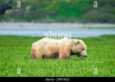 An adult brown bear forages in the sedge grass marsh at the remote McNeil River Wildlife Refuge, June 17, 2023 on the Katmai Peninsula, Alaska. The remote site is accessed only with a special permit and contains the world’s largest seasonal population of brown bears. Stock Photo