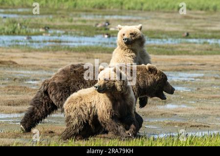 Two yearling brown bears react as another bear approaches following the mother bear at the remote McNeil River Wildlife Refuge, June 18, 2023 on the Katmai Peninsula, Alaska. The remote site is accessed only with a special permit and contains the world’s largest seasonal population of brown bears. Stock Photo