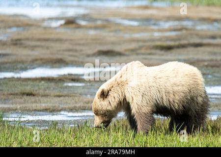 A light colored yearling brown bear explores away from his sleeping mother bear at the remote McNeil River Wildlife Refuge, June 18, 2023 on the Katmai Peninsula, Alaska. The remote site is accessed only with a special permit and contains the world’s largest seasonal population of brown bears. Stock Photo