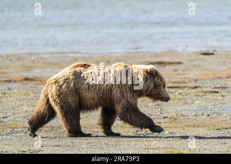 A lone male brown bear explores the beach for clams with the snowcapped mountains behind at the remote McNeil River Wildlife Refuge, June 18, 2023 on the Katmai Peninsula, Alaska. The remote site is accessed only with a special permit and contains the world’s largest seasonal population of brown bears. Stock Photo