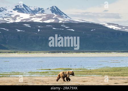 A lone male brown bear explores the beach for clams with the snowcapped mountains behind at the remote McNeil River Wildlife Refuge, June 18, 2023 on the Katmai Peninsula, Alaska. The remote site is accessed only with a special permit and contains the world’s largest seasonal population of brown bears. Stock Photo