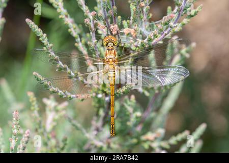 Female ruddy darter dragonfly (Sympetrum sanguineum) resting on heather, Surrey, England, UK Stock Photo