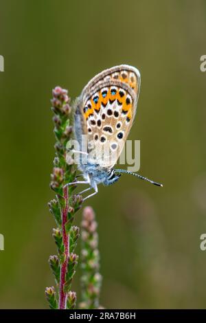 Female silver-studded blue butterfly (Plebejus argus) on heather during June, Surrey, England, UK Stock Photo