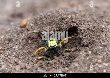 European beewolf (Philanthus triangulum), a solitary wasp species on sandy heath in Surrey, England, UK. Female at entrance to her nest burrow in sand Stock Photo