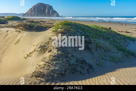 Morro Rock and Pacific Ocean viewed from sand dune on sunny morning | Morro Strand State Beach, California, USA Stock Photo