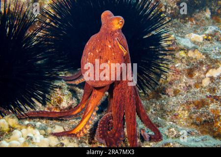 This day octopus, Octopus cyanea, has moved its eyes up to the top of its body and is standing on its tentacles to get a better view of its surroundin Stock Photo