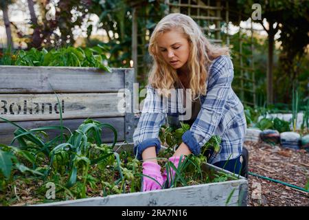 Young caucasian woman wearing checked shirt kneeling while gardening in plant nursery Stock Photo