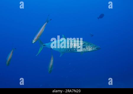 A narrow-barred Spanish mackerel, Scomberomorus commerson, Fiji. These fish are found in a wide-ranging area centering in Southeast Asia, but as far w Stock Photo