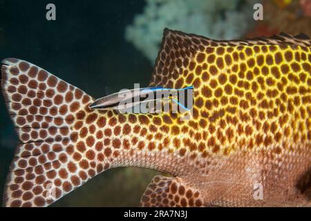 An adult bluestreak cleaner wrasse, Labroides dimidiatus, is carefully searching this clown sweetlips, Plectorhinchus chaetodonoides, for parasites, F Stock Photo