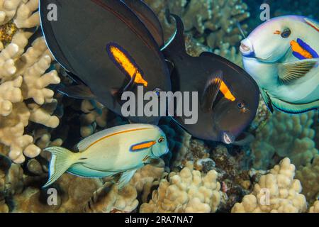 These orangeband surgeonfish, Acanthurus olivaceus, are visiting the cleaning station of an endemic Hawaiian cleaner wrasse, Labroides phthirophagus. Stock Photo