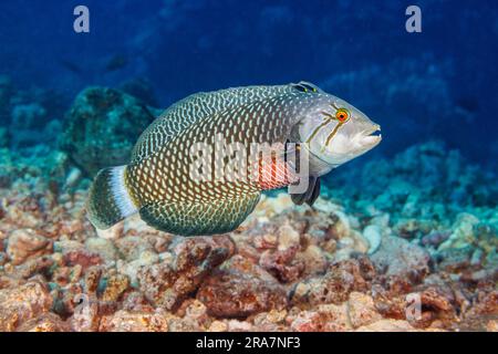This is the adult or terminal phase of the rockmover wrasse, Novaculichthys taeniourus, Hawaii. Stock Photo
