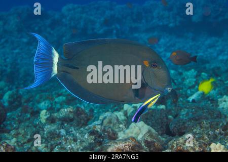 The ringtail surgeonfish, Acanthurus blochii, can often be found in large schools, Hawaii. This individual is being examined by the endemic Hawaiian c Stock Photo