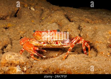 The Hawaiian swimming crab, Charybdis hawaiensis, usually has two claws about the same size. This adult has lost one and has begun regenerating the fo Stock Photo