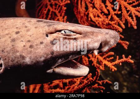 Fish in trap close up. Victim of poaching. Save nature. On hook. Silence  concept. Fish trout caught in freshwater. Fish open mouth hang on hook.  fishi Stock Photo - Alamy
