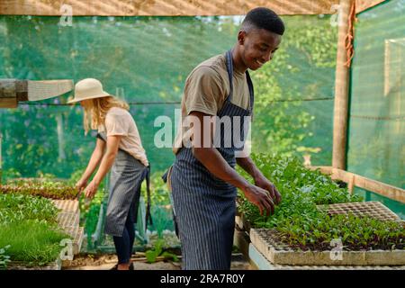 Young multiracial couple wearing aprons back to back while gardening in plant nursery Stock Photo