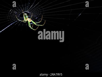 close up of green and yellow spider in middle of web backlit by sun with legs outstretched arachnid leucauge venusta Stock Photo