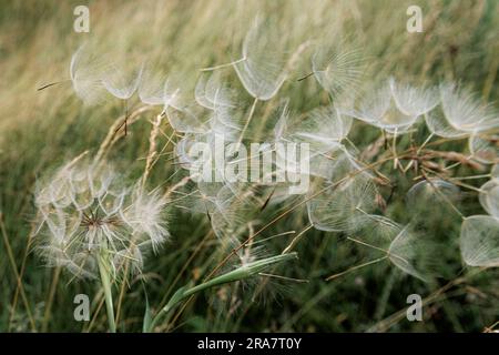 Close up of dandelion Taraxacum seeds florets blowing away in the wind in high grass Stock Photo