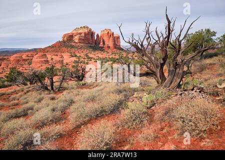 Cathedral Rock in Sedona, Arizona with twisting, dead Juniper tree in foreground.  Hiline Trail. Stock Photo