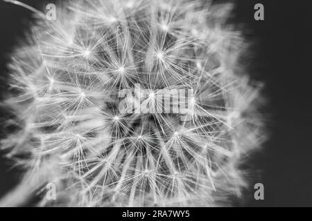 Macro shot of dandelion Stock Photo