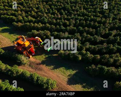 Vera Cruz, Brazil. 30th June, 2023. Aerial view of a harvester that performs mechanized coffee harvesting on a farm in the rural area of the municipality of Vera Cruz (SP). Coffee is one of Brazil's main export commodities Credit: Alf Ribeiro/FotoArena/Alamy Live News