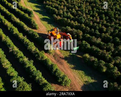 Vera Cruz, Brazil. 30th June, 2023. Aerial view of a harvester that performs mechanized coffee harvesting on a farm in the rural area of the municipality of Vera Cruz (SP). Coffee is one of Brazil's main export commodities Credit: Alf Ribeiro/FotoArena/Alamy Live News