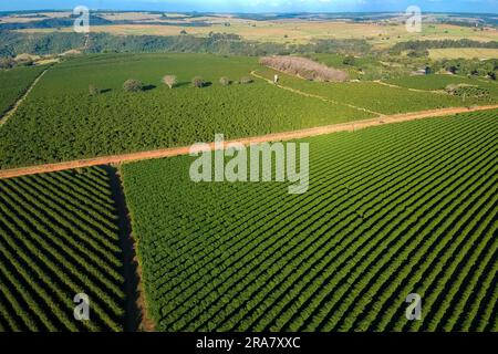 Vera Cruz, Brazil. 30th June, 2023. Aerial view of a coffee plantation during mechanized harvesting on a farm in the rural area of the municipality of Vera Cruz (SP). Coffee is one of Brazil's main export commodities Credit: Alf Ribeiro/FotoArena/Alamy Live News