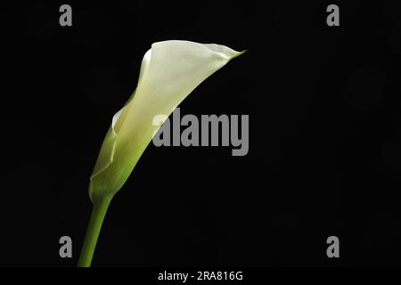 Beautiful calla lily flower on black background, space for text Stock Photo