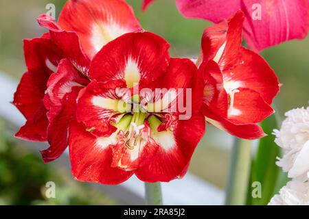 'Design' Hippeastrum, Amaryllis (Hippeastrum x hortorum) Stock Photo