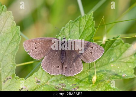 Meadow Brown butterfly [ Maniola jurtina ] Male on grass stem Stock Photo