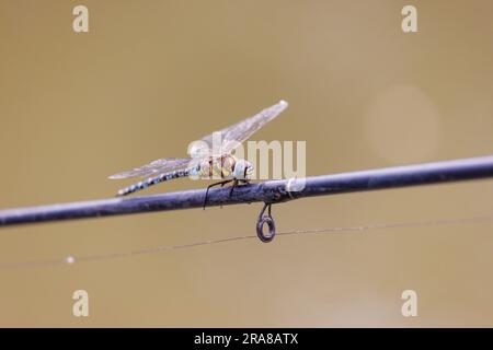 Southern hawker dragonfly (Aeshna cyanea) perched on fishing rod Stock Photo