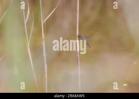 Southern hawker dragonfly (Aeshna cyanea) perched on  stem of reeds Stock Photo